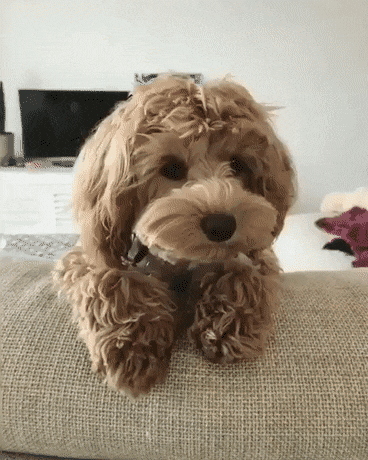 adorable dog GIF