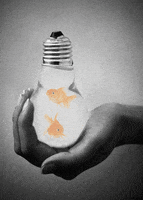 Fish Lightbulb GIF