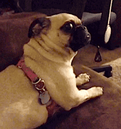 Video gif. A pug lying on a couch looking back at us and stretching, seeming to be appalled.