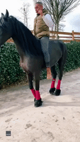 Horse Performs Funky Dance Routine With Dressage Trainer