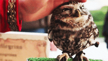 Owl Stroking GIF