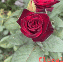 Morning GIF