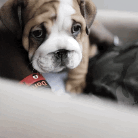cute sad puppies