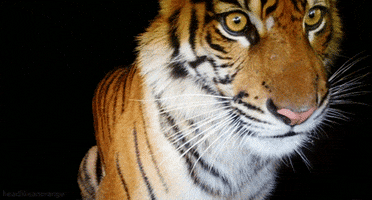 big cats tiger GIF by Head Like an Orange