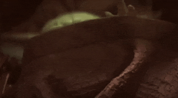 Baby GIF