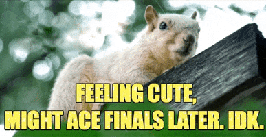 Squirrel Finals GIF by College of Natural Sciences, UT Austin