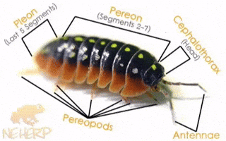 Isopod GIF
