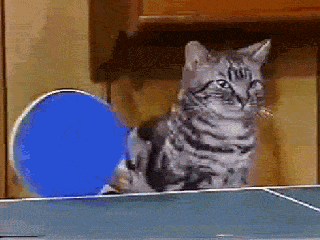 Ping Pong Cat GIF - Find & Share on GIPHY