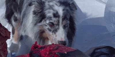 200.gif?cid=fc005b08c12f564a4a4d621af616179241ca7b7d9f446d75&rid=200.gif&ct=g