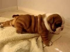 puppy trying to move GIF