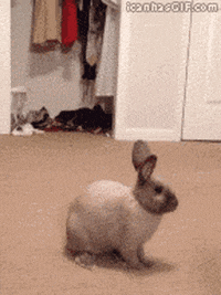 Milky Bunny GIFs - Get the best GIF on GIPHY