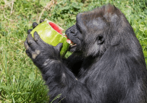 Pohyblivý obrázek s gorilou pojídající meloun.