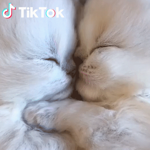 Dormire GIF by TikTok Italia