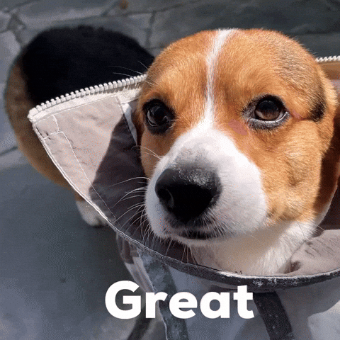 Dog Corgi GIF