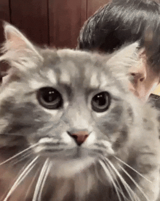 Cat Eaj GIF