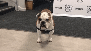 Sorry Wait What GIF by Butler University