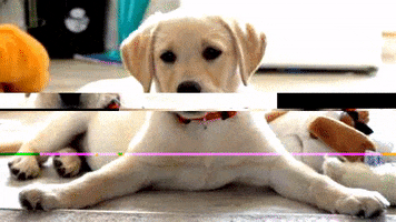 Huh GIF
