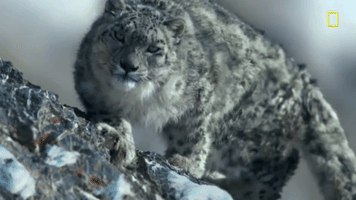 nat geo hostile planet GIF by National Geographic Channel