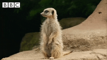 scared zoo GIF by CBBC