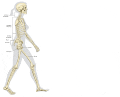 skeleton standing GIF by CraigInTheBox