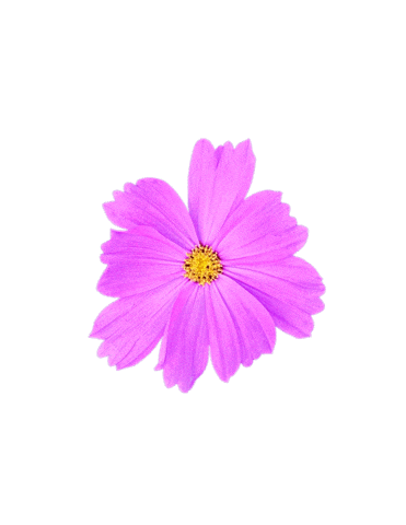 Flowers Support Local Sticker by Anderbery Acres