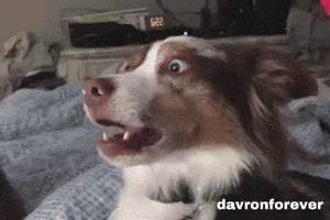 Dog GIF
