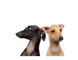 Pets Sticker by Pipidry