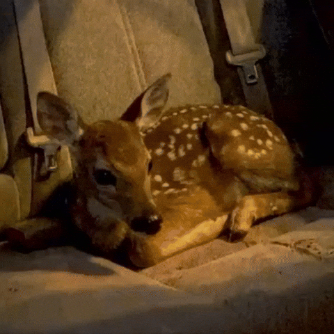 Deer GIF