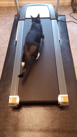 Confused Cat Doesn't Fully Understand Treadmill