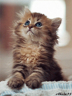 Giphy - Cat Kitten GIF