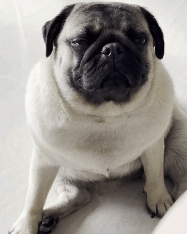 Dog GIF
