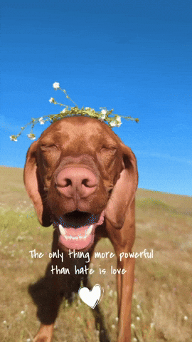 Bad Bunny Love GIF