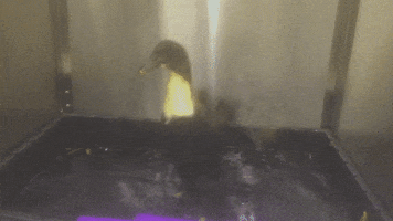 DoveLewis GIF