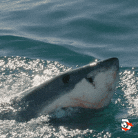 Sharks Swimming GIF by Shark Week
