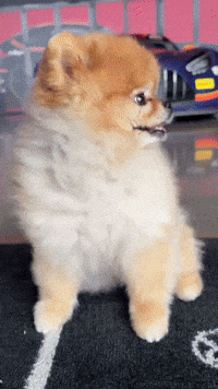 crowdstrike-gt-drivers-club-racing-gBSbriiaVbsk1GzCC5