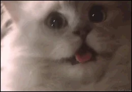 giphy.webp
