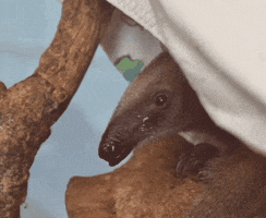 Happy Los Angeles GIF by Los Angeles Zoo and Botanical Gardens