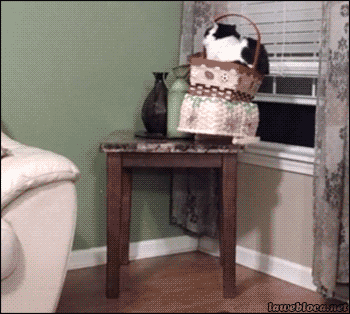ride basket GIF
