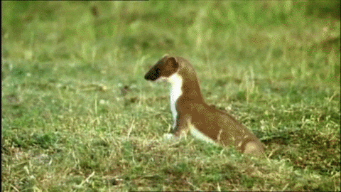 Weasel-dance GIFs - Get the best GIF on GIPHY