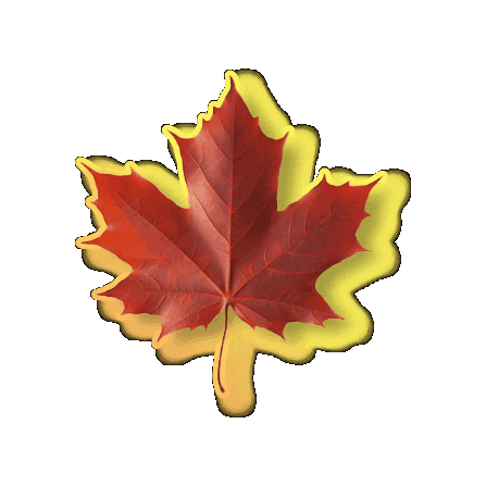 Maple Bear Mogi Sticker