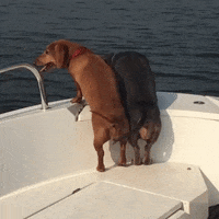 Excited Dachshund GIF by beangoods