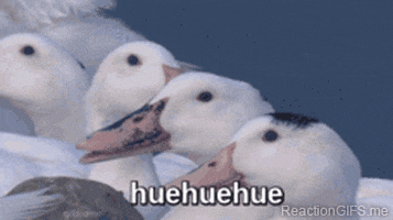 Ducks Laughing GIF