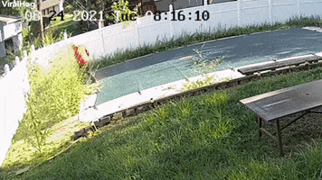 Dad Cutting Grass Accidentally Falls Into Pool GIF by ViralHog