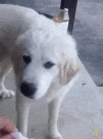 no way do not want GIF
