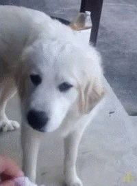 Video gif. A dog is offered a piece of cotton candy. He tastes it and pulls away in disgust, pawing it away from his face.