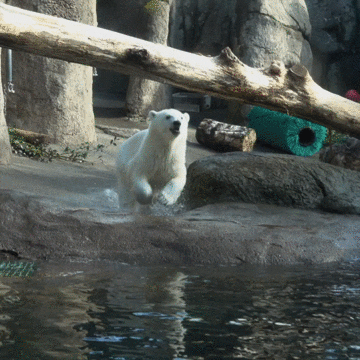 Polar Bear Yes GIF by Oregon Zoo