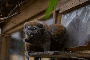 BristolZooGardens lemur bzg bristol zoo saving wildlife together GIF
