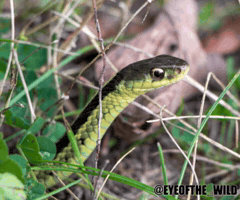 Smile GIF
