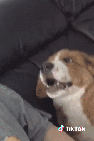 Securite Gifs Get The Best Gif On Giphy