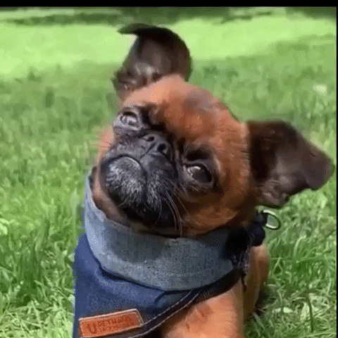 Video gif. Smooth-coated Brussels Griffon puppy wears a denim neckerchief as it turns it head from side to side, looking up with a confused expression.